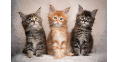 maine coon kittens for sale