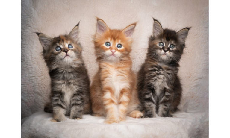 maine coon kittens for sale