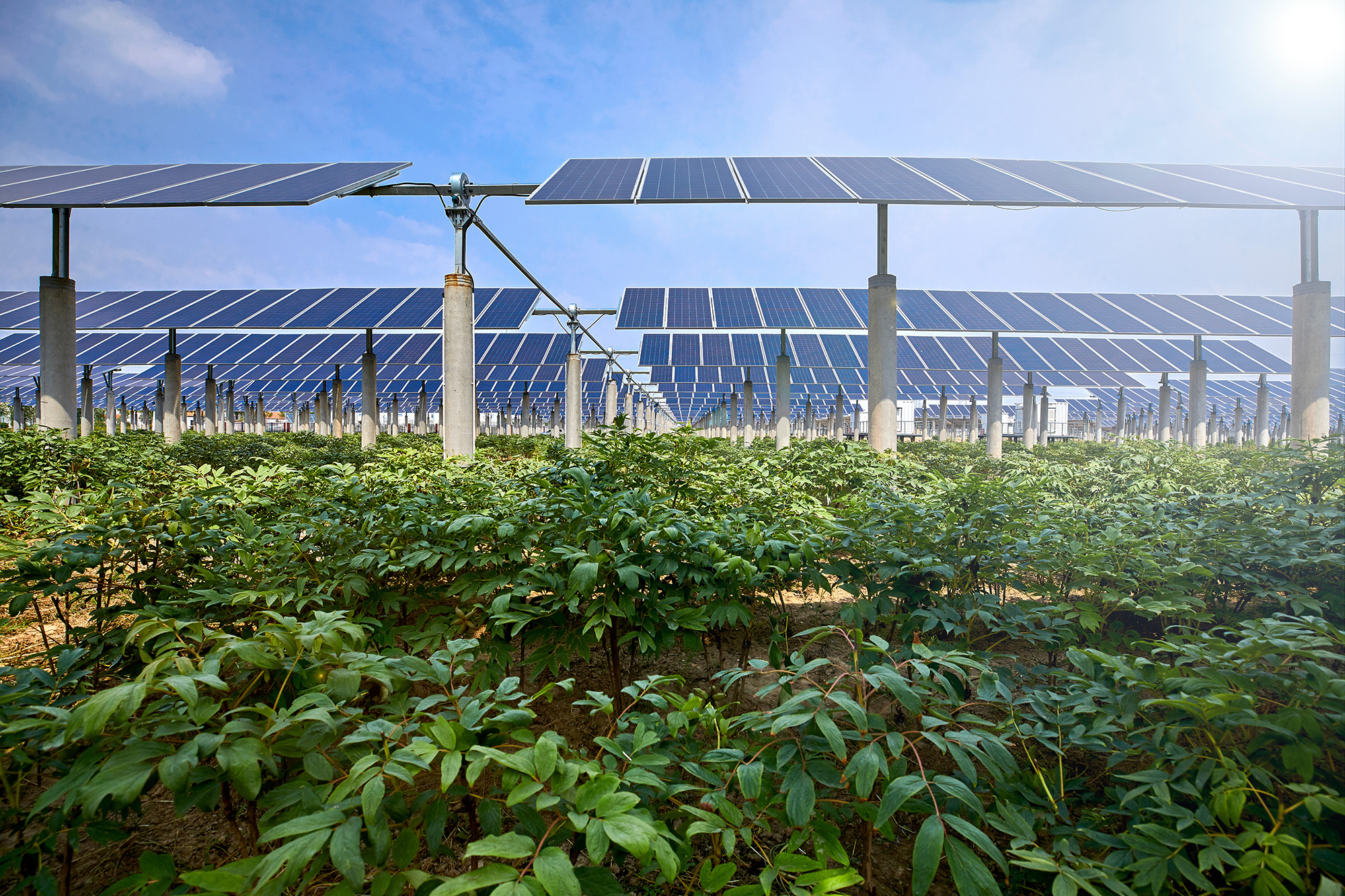 Agricultural Solar Panels